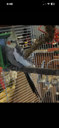 Lost Unknown Bird last seen Paintbrush Drive Anaverde CA, Palmdale, CA 93551