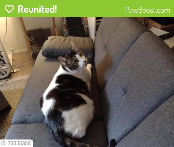 Reunited Male Cat last seen Lucent Apts. 108th st , 17th Ave S, Tacoma, WA 98444