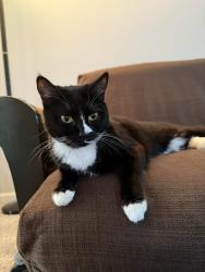Reunited Female Cat last seen Soundside Apts, Fort Walton Beach, FL 32548