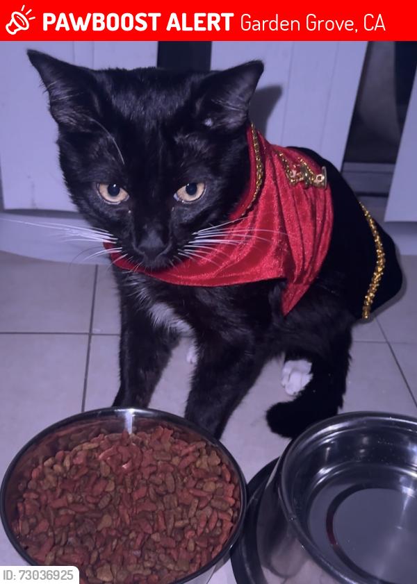 Lost Male Cat last seen brookhurst st & 11th st, Garden Grove, CA 92843