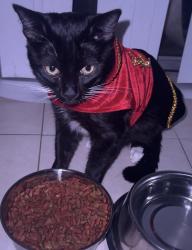 Lost Male Cat last seen brookhurst st & 11th st, Garden Grove, CA 92843