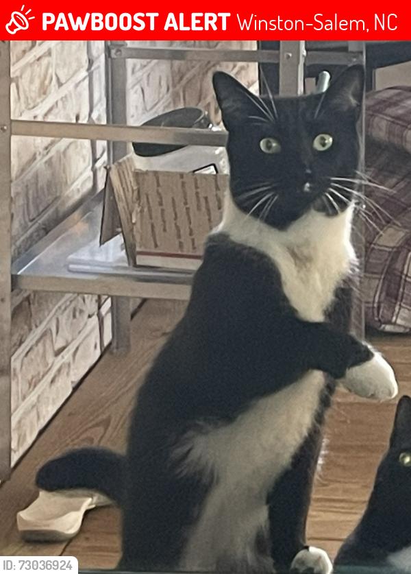 Lost Male Cat last seen Naomi Dr and Phillips Dr, Winston-Salem, NC 27107