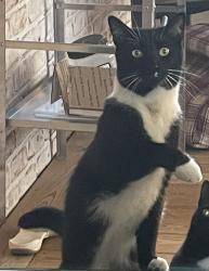 Lost Male Cat last seen Naomi Dr and Phillips Dr, Winston-Salem, NC 27107