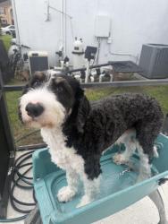 Lost Male Dog last seen laxton st Weatherby, Orlando, FL 32824