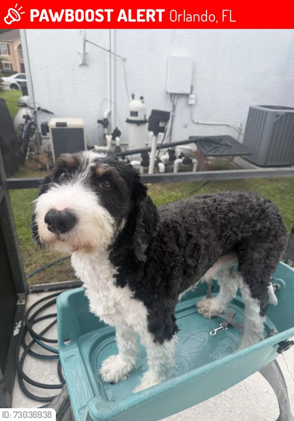 Lost Male Dog last seen laxton st Weatherby, Orlando, FL 32824