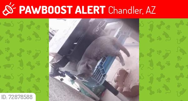 Lost Female Cat last seen Near S Norman Way, Chandler, AZ 85286, Chandler, AZ 85286