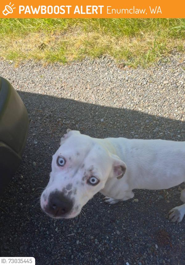 Found/Stray Female Dog last seen 284th st se enumclaw, Enumclaw, WA 98022