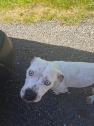 Found/Stray Female Dog last seen 284th st se enumclaw, Enumclaw, WA 98022