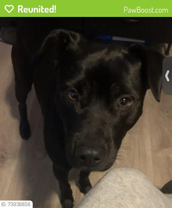 Reunited Male Dog last seen Reno Ln, Wilkes-Barre, PA 18702