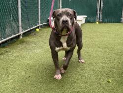 Shelter Stray Female Dog last seen Near Boston Road, BRONX, NY, 10460, 326 E 110th St, New York, NY 10029, USA