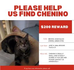 Lost Female Cat last seen Hollywood Blvd; Yucca Park , Los Angeles, CA 90028