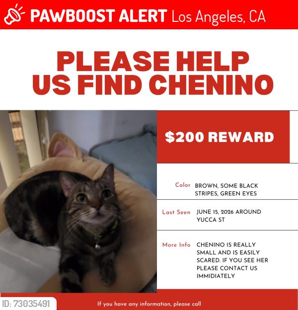 Lost Female Cat last seen Hollywood Blvd; Yucca Park , Los Angeles, CA 90028