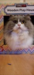 Lost Male Cat last seen Selby Road, West Yorkshire, England LS15 9AN