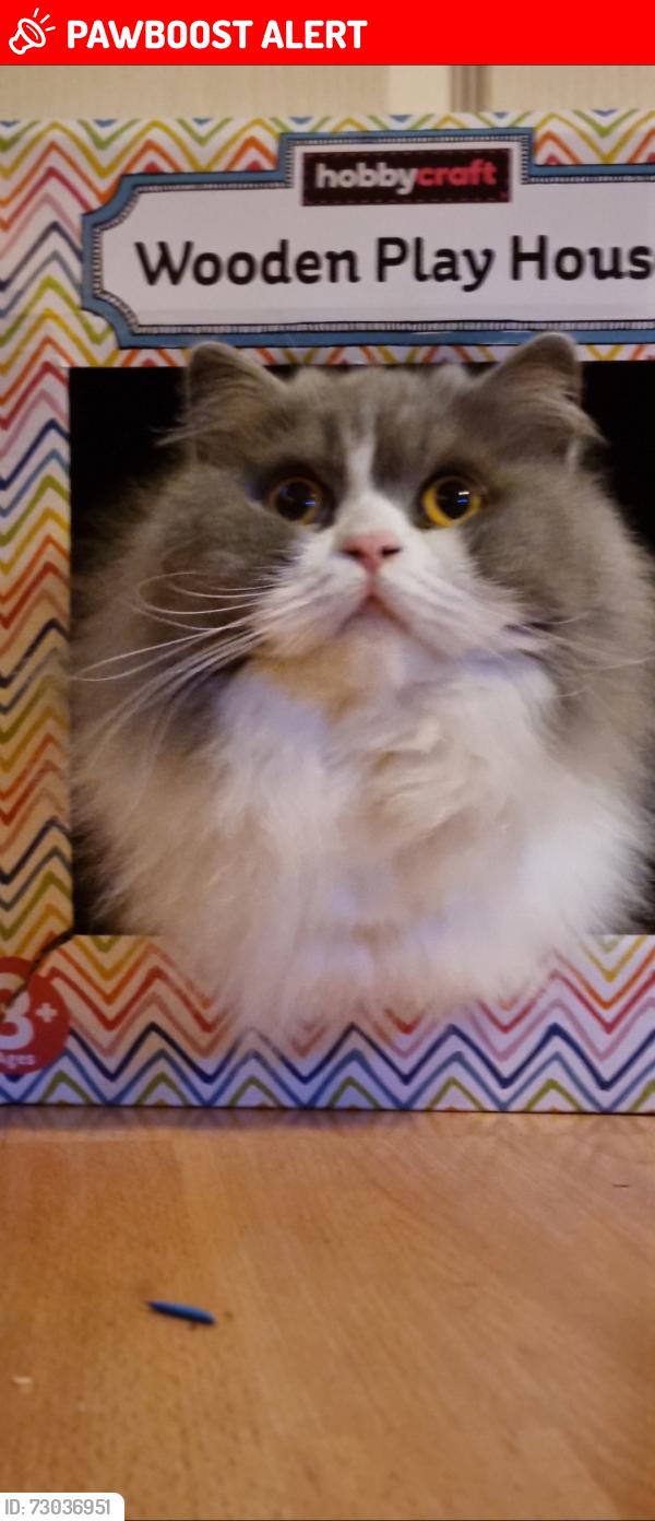 Lost Male Cat last seen Selby Road, West Yorkshire, England LS15 9AN