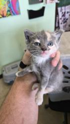 Shelter Stray Female Cat last seen Bexar County, 3353 Morningside Dr, New Braunfels, TX 78132, USA