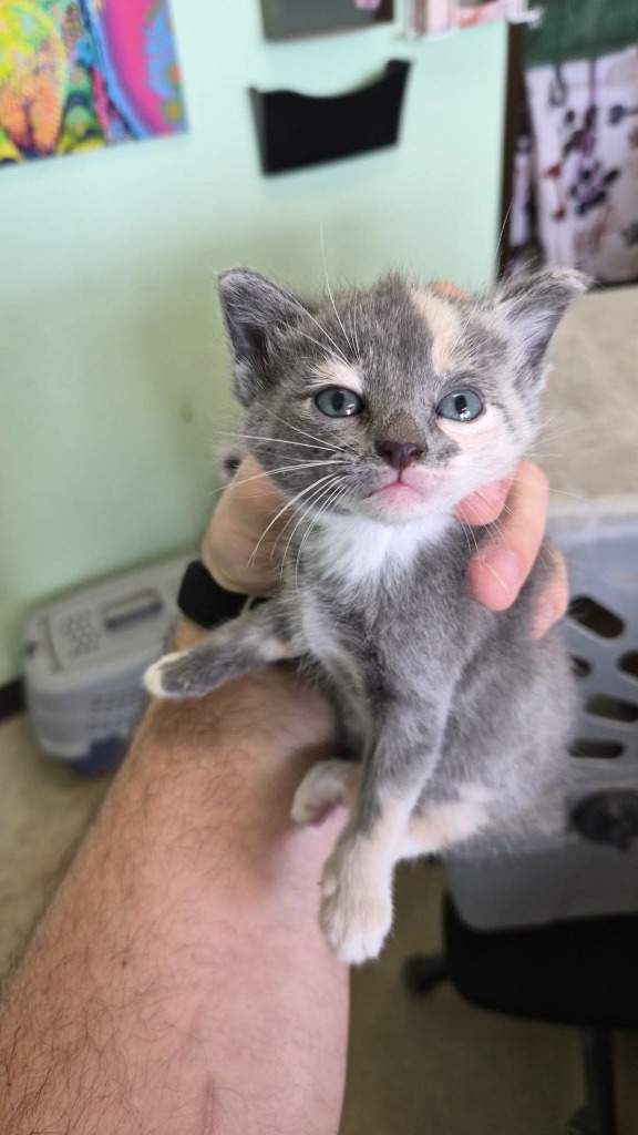 Shelter Stray Female Cat last seen Bexar County, 3353 Morningside Dr, New Braunfels, TX 78132, USA