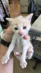 Shelter Stray Male Cat last seen Bexar County, 3353 Morningside Dr, New Braunfels, TX 78132, USA