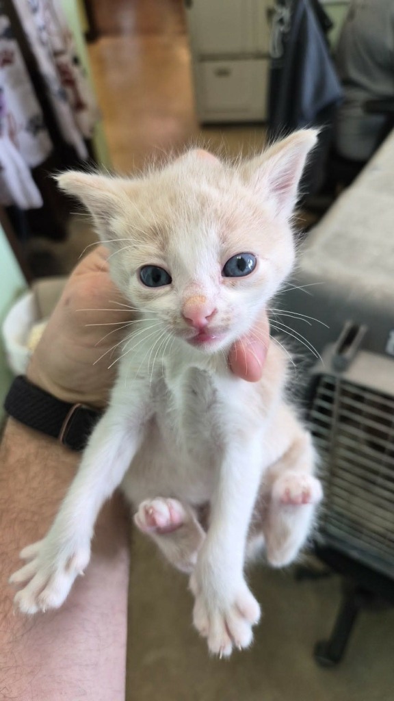 Shelter Stray Male Cat last seen Bexar County, 3353 Morningside Dr, New Braunfels, TX 78132, USA