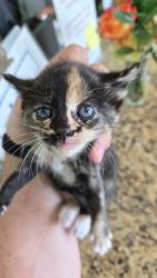 Shelter Stray Female Cat last seen Bexar County, 3353 Morningside Dr, New Braunfels, TX 78132, USA