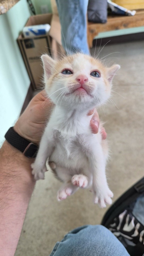 Shelter Stray Male Cat last seen Bexar County, 3353 Morningside Dr, New Braunfels, TX 78132, USA