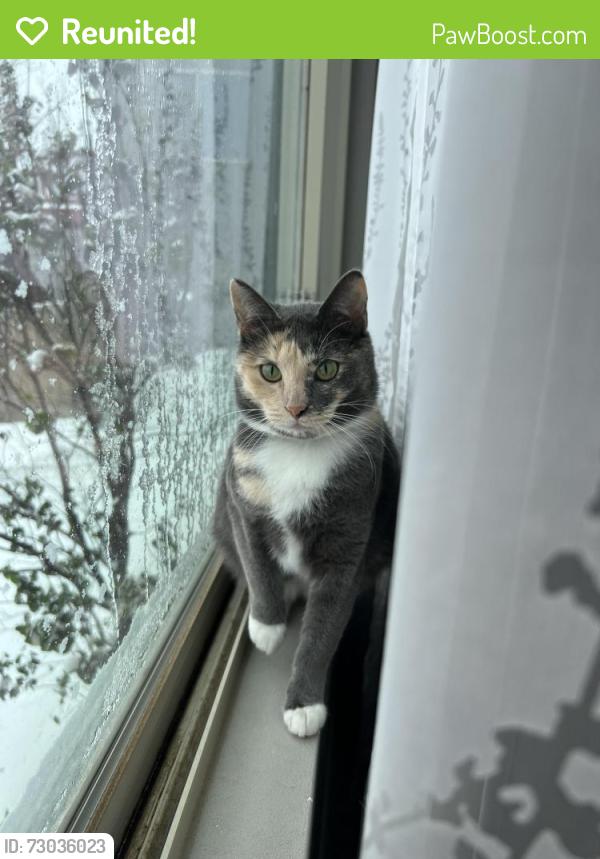 Reunited Female Cat last seen 144th & Ida St. , Omaha, NE 68142