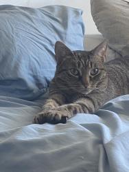 Lost Female Cat last seen Church Road alley and Grange Elementary , Dundalk, MD 21222