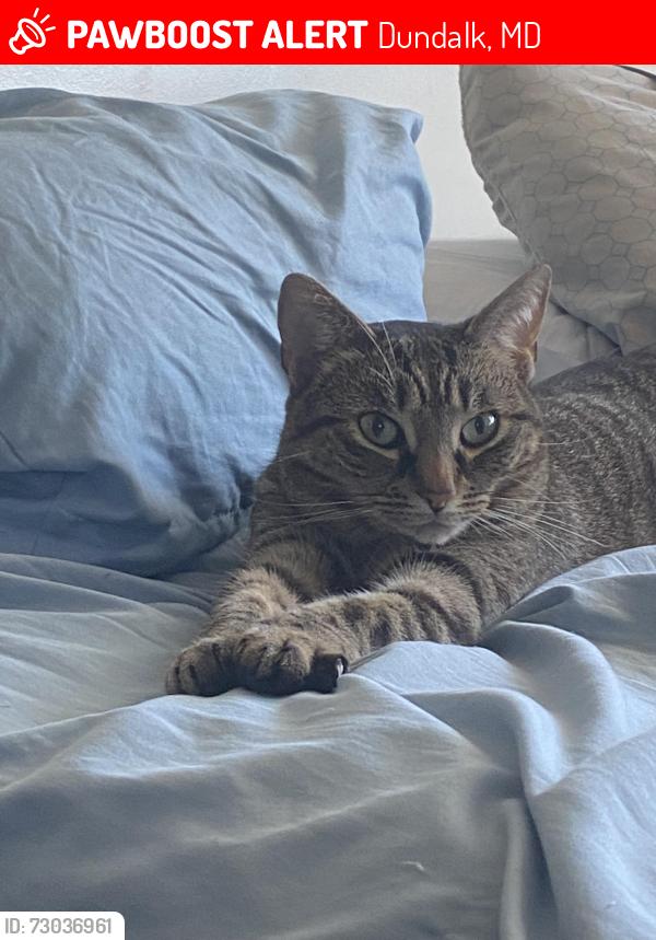 Lost Female Cat last seen Church Road alley and Grange Elementary , Dundalk, MD 21222