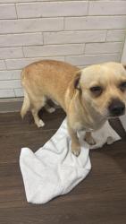 Lost Male Dog last seen Near 111th st , Los Angeles, CA 90059