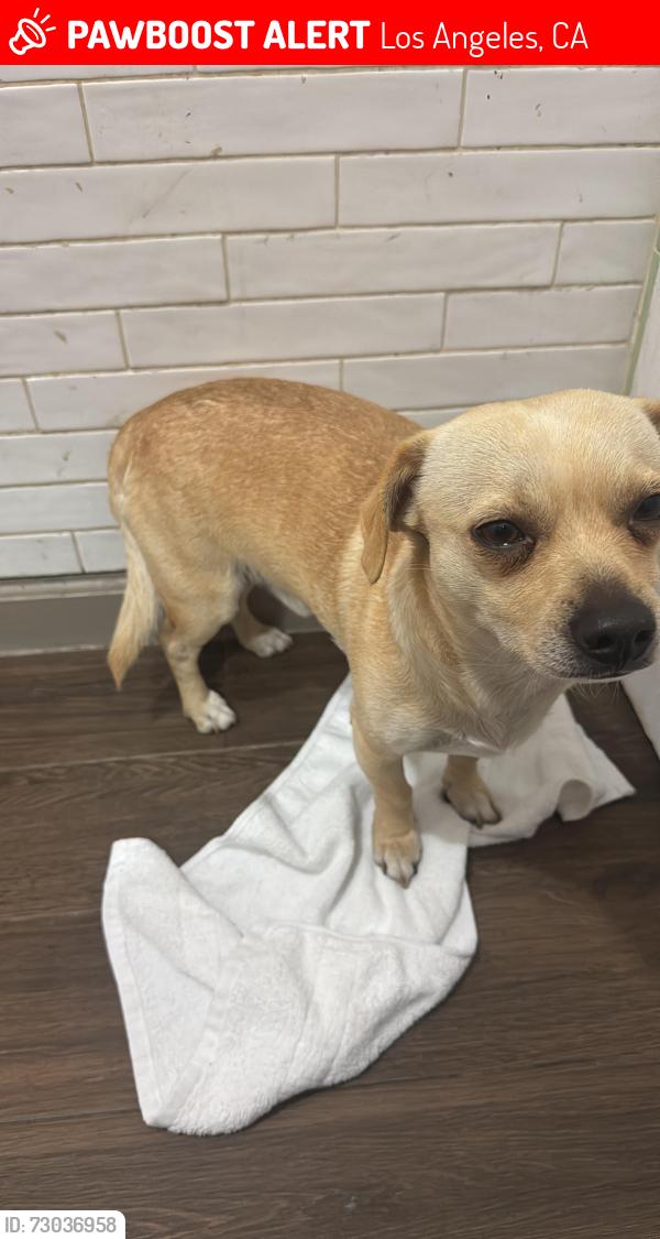 Lost Male Dog last seen Near 111th st , Los Angeles, CA 90059
