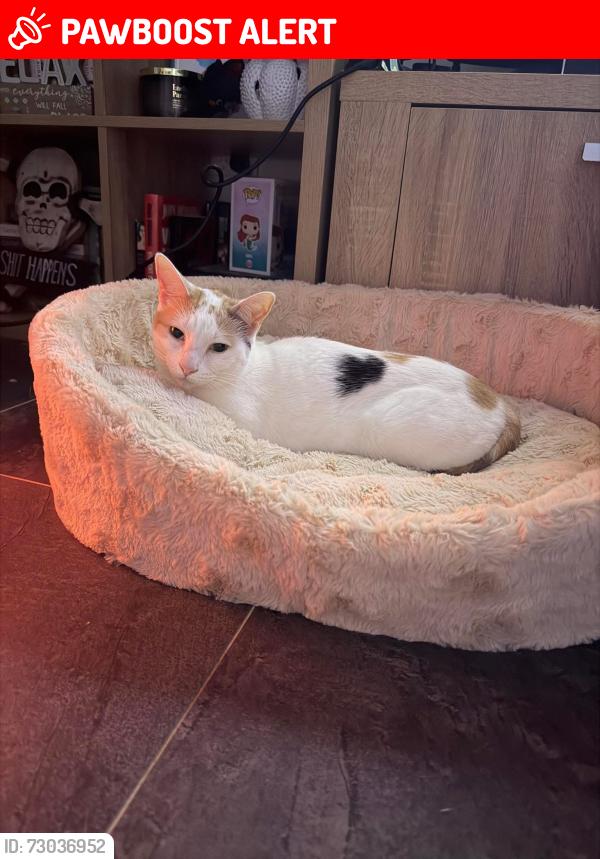 Lost Female Cat last seen Princes Hwy Albion park rail, Albion Park Rail, NSW 2527
