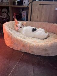 Lost Female Cat last seen Princes Hwy Albion park rail, Albion Park Rail, NSW 2527