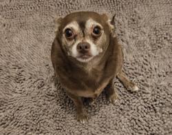 Reunited Female Dog last seen America Avenue, Sunnyvale, CA 94085