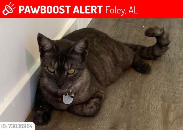 Lost Female Cat last seen Foley elementary school, Foley, AL 36535