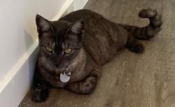 Lost Female Cat last seen Foley elementary school, Foley, AL 36535