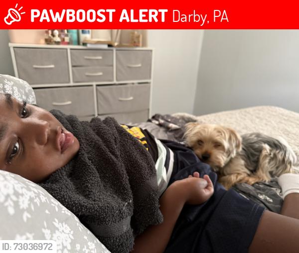 Lost Female Dog last seen Greenway, Darby, PA 19023