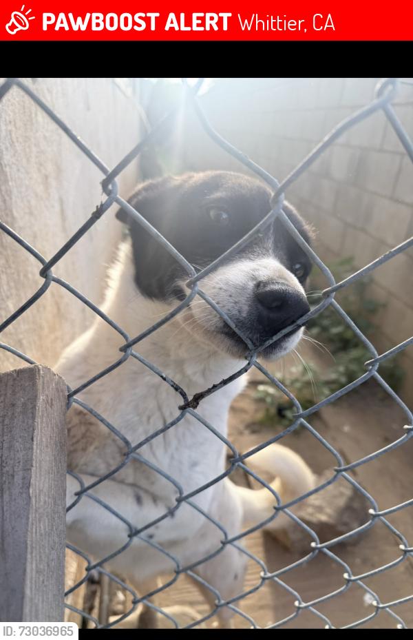 Lost Female Dog last seen Meyer rd and carmenita, Whittier, CA 90602