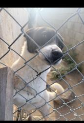 Lost Female Dog last seen Meyer rd and carmenita, Whittier, CA 90602