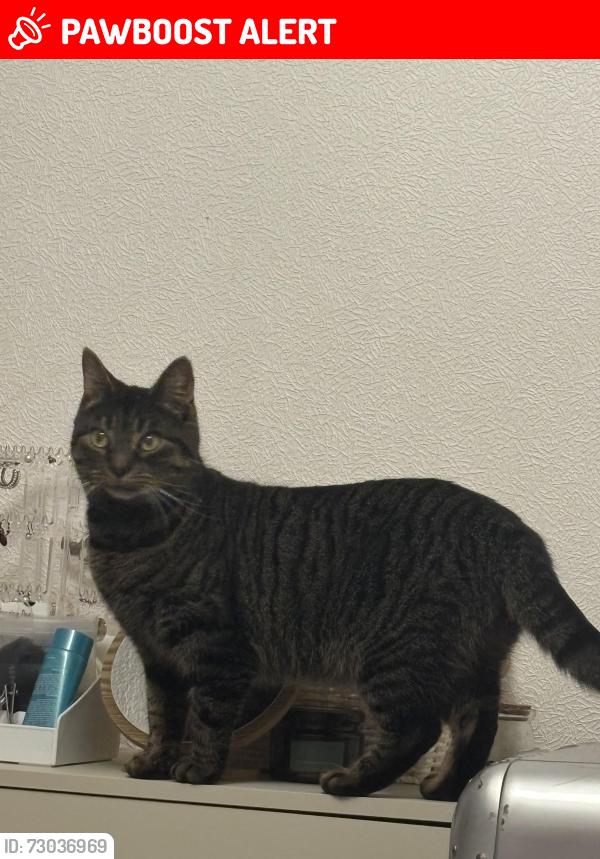 Lost Female Cat last seen Northumberland Park Station, Greater London, England N17