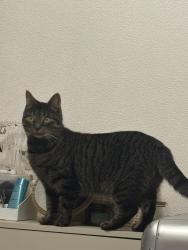 Lost Female Cat last seen Northumberland Park Station, Greater London, England N17