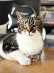 Lost Male Cat last seen Coats Crescent, Baillieston, Scotland G69