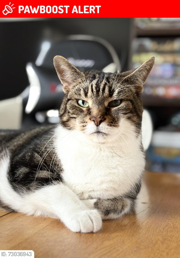 Lost Male Cat last seen Coats Crescent, Baillieston, Scotland G69
