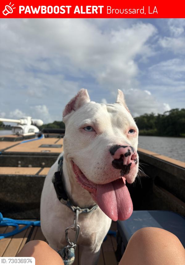 Lost Male Dog last seen Terrance Hwy Broussard Louisiana near the DSs department, Broussard, LA 70518