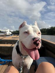 Lost Male Dog last seen Terrance Hwy Broussard Louisiana near the DSs department, Broussard, LA 70518