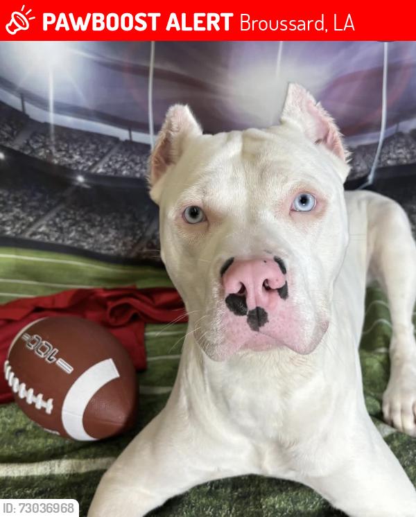 Lost Male Dog last seen Property near St. Martinville DS’s Department off of Terrance Hwy, Broussard, LA 70518