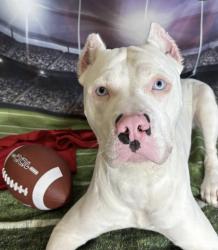 Lost Male Dog last seen Property near St. Martinville DS’s Department off of Terrance Hwy, Broussard, LA 70518