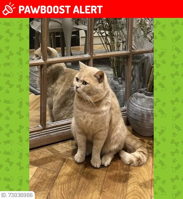 Lost Male Cat last seen Rainham RM13, Greater London, England RM13 8TH