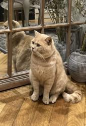 Lost Male Cat last seen Rainham RM13, Greater London, England RM13 8TH