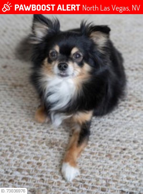 Lost Female Dog last seen Palmer and Tonopah, North Las Vegas, NV 89030