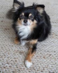 Lost Female Dog last seen Palmer and Tonopah, North Las Vegas, NV 89030