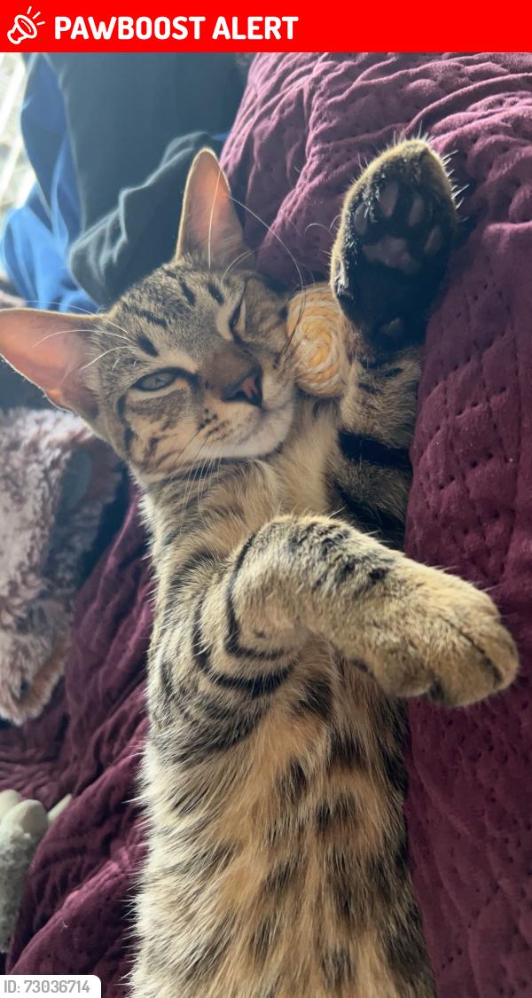 Lost Male Cat last seen Ringrose street Stafford heights and Childers street kedron, Stafford Heights, QLD 